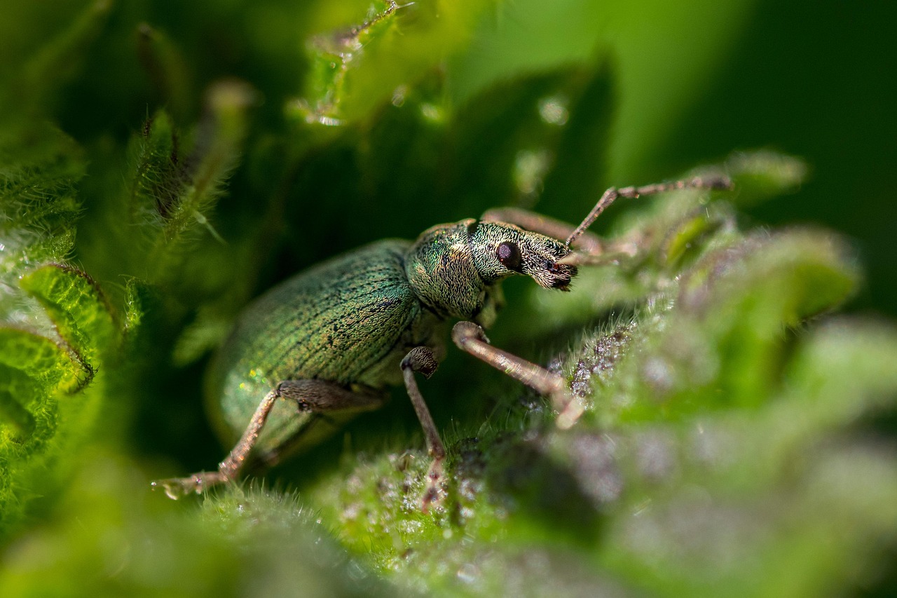 nettle, weevil, beetle, green, insect, pest, leaf, bug, crawl, nature, beetle, beetle, beetle, pest, pest, pest, pest, pest, bug