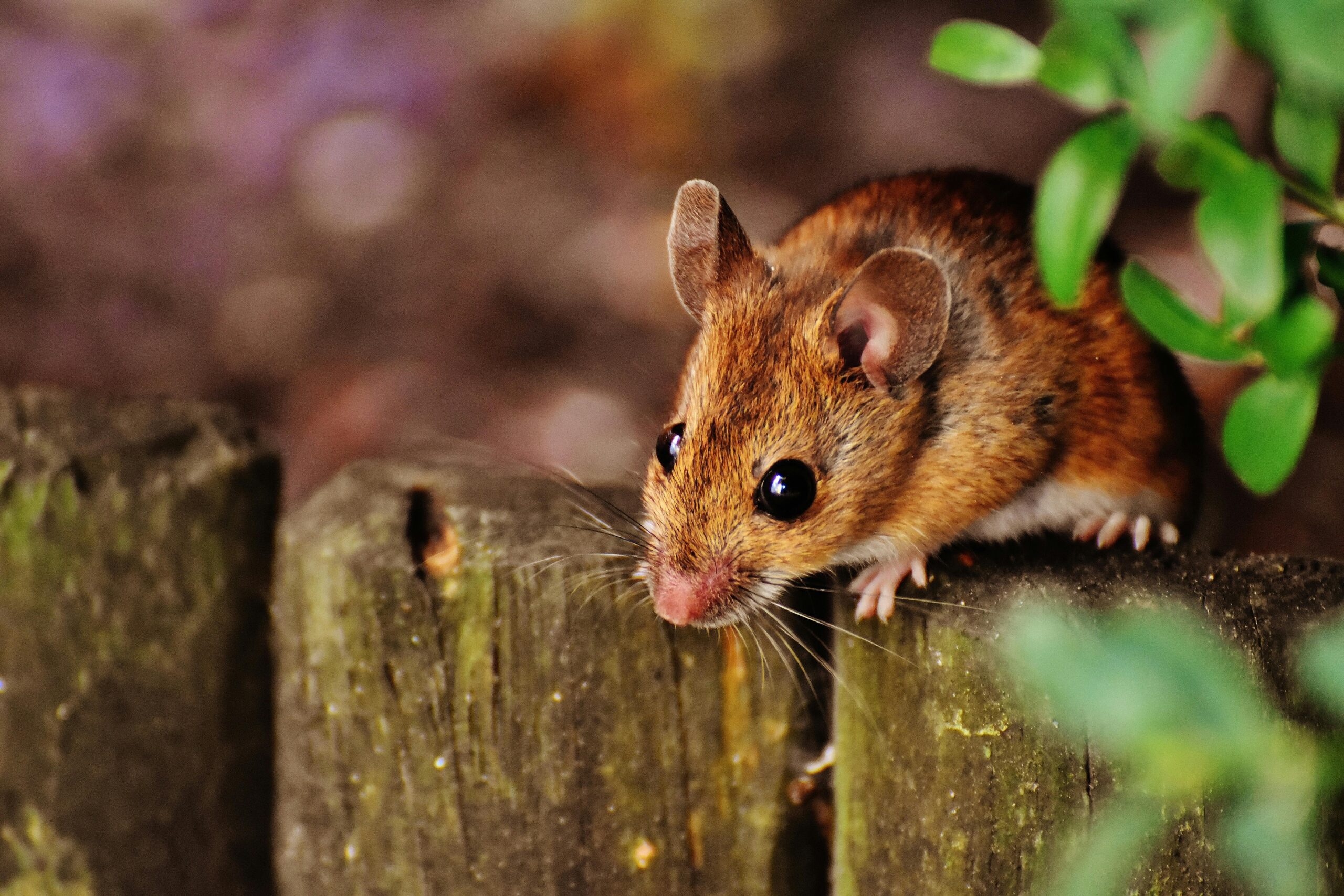 Adorable mouse peeking over a rustic wooden fence amidst greenery in a natural setting.